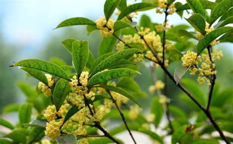 種桂花|桂花種植指南：微酸土壤、適當澆水、適度遮蔭，打造。